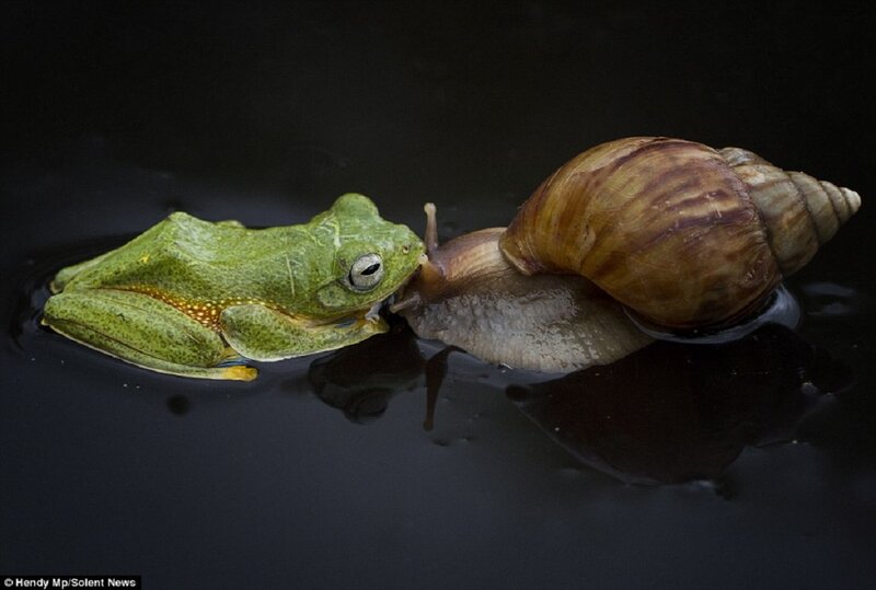 Green Frog and Snail