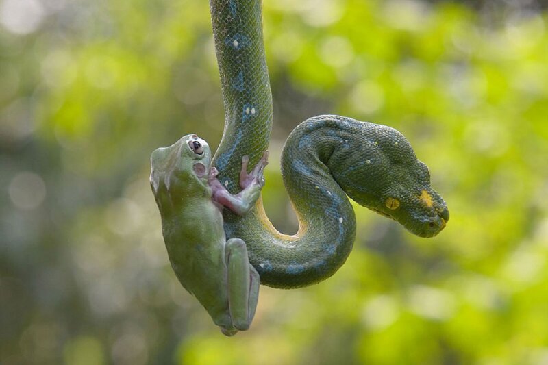 Green Frog and Snake