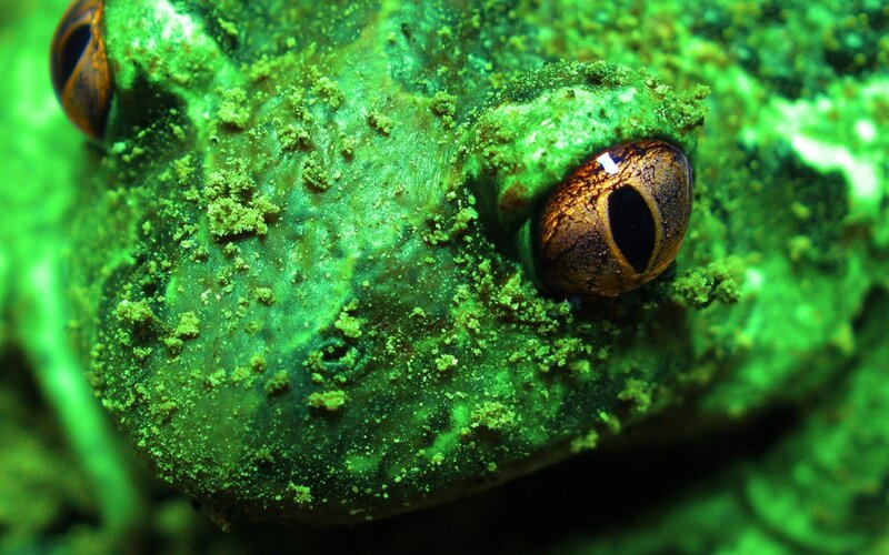 Green Frog Eye — Close-up