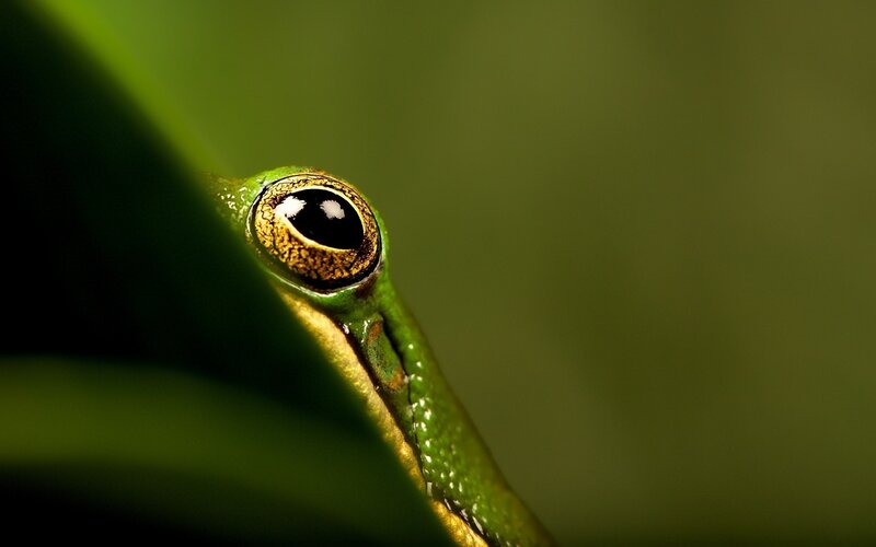 Green Frog Eye — Dramatic