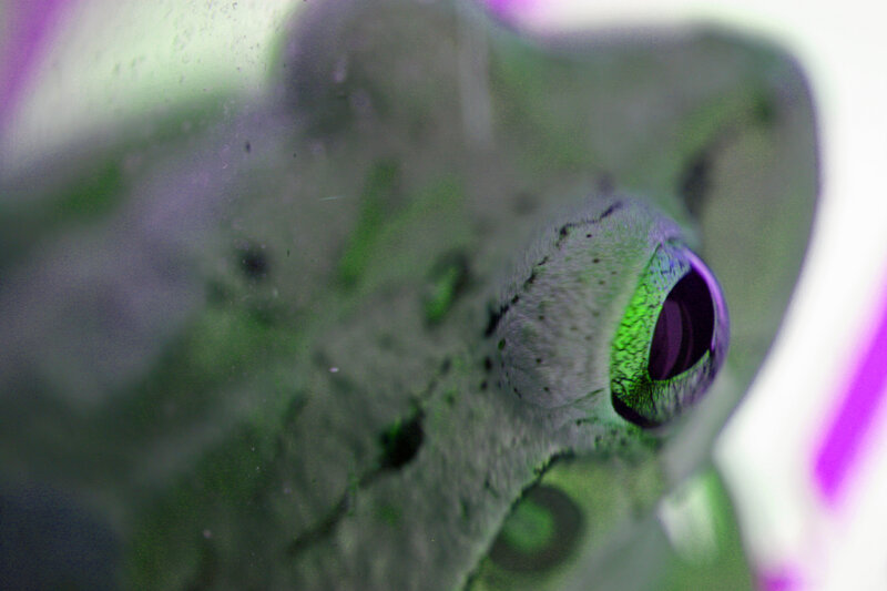 Green Frog Eye
