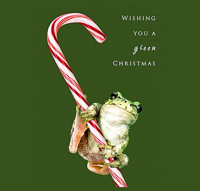 Green Frog Holding Candy Cane