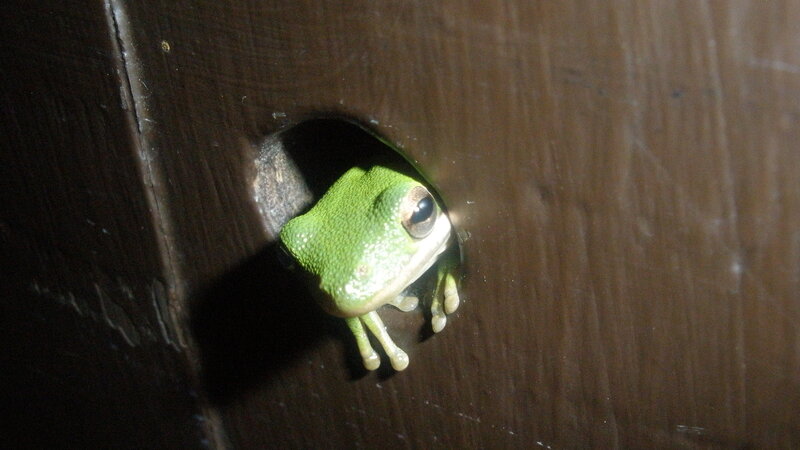 green frog in a hole