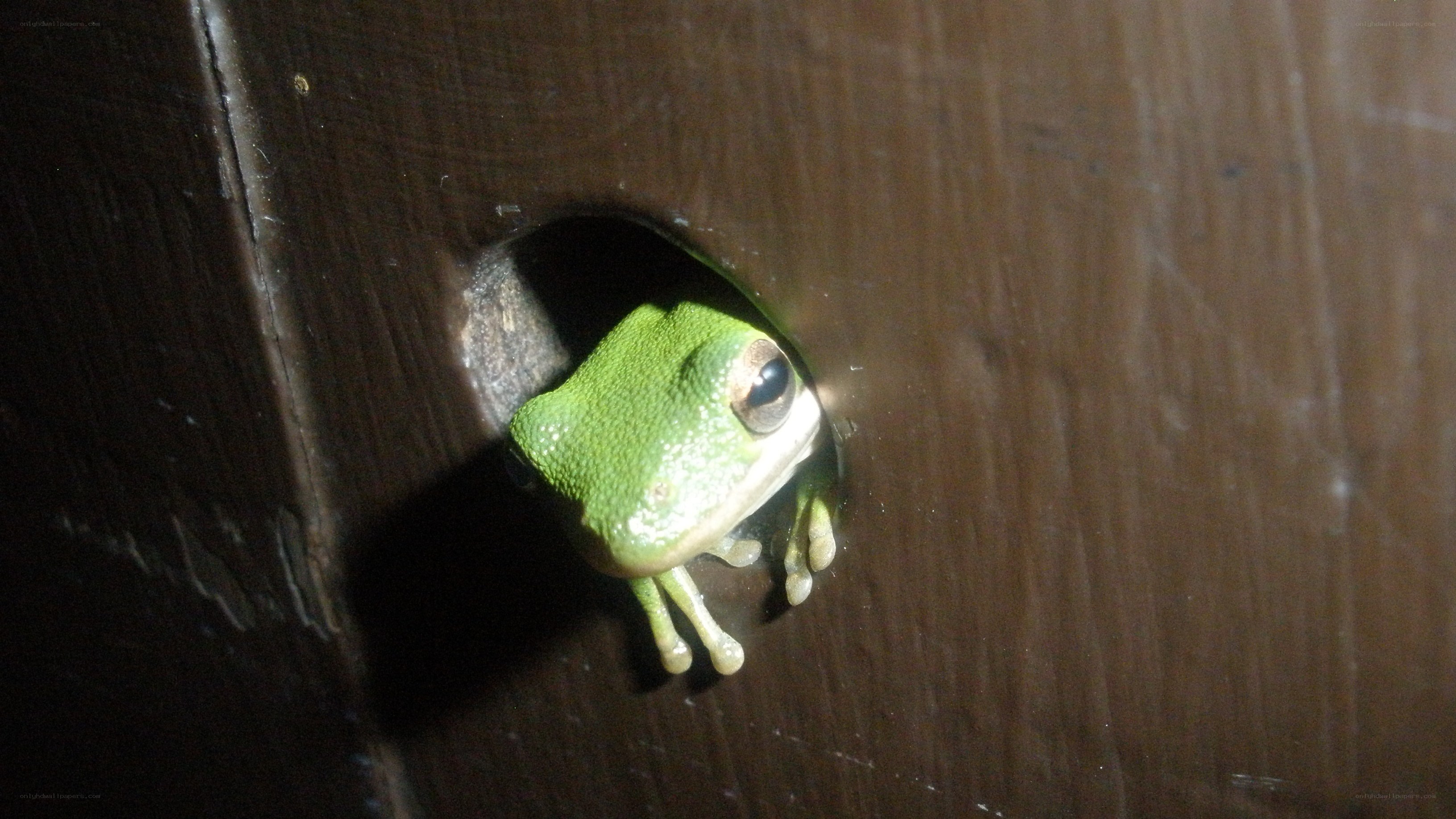 green frog in a hole