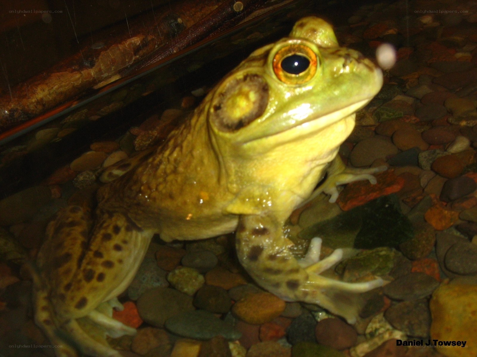 green frog in aquarium