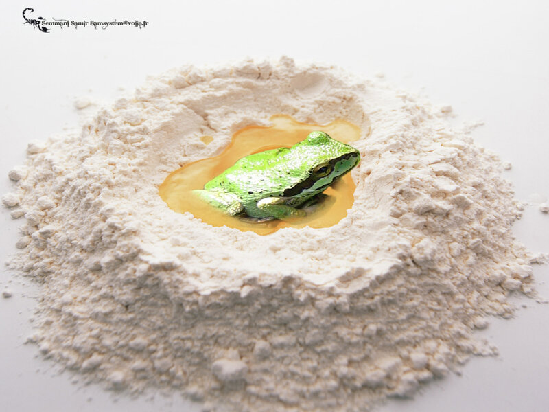 green frog in flour
