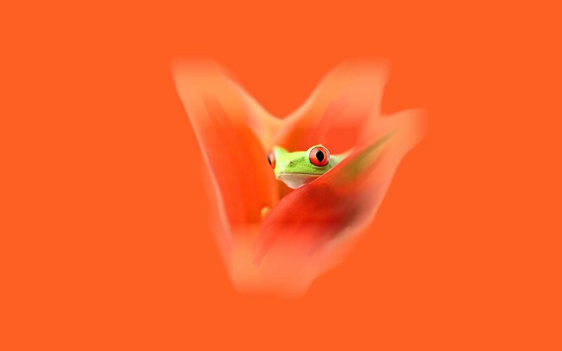 Green Frog in Flower — Orange