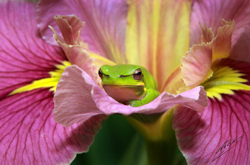 Green Frog in Flower