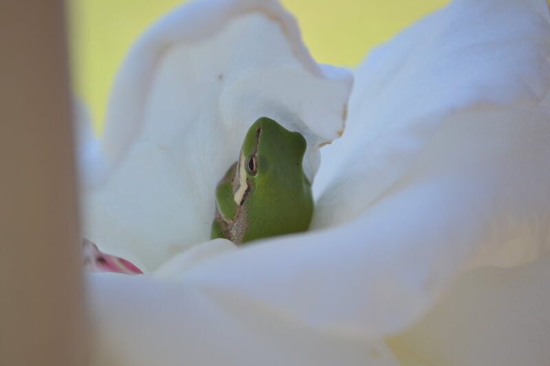 Green Frog in Flower — White