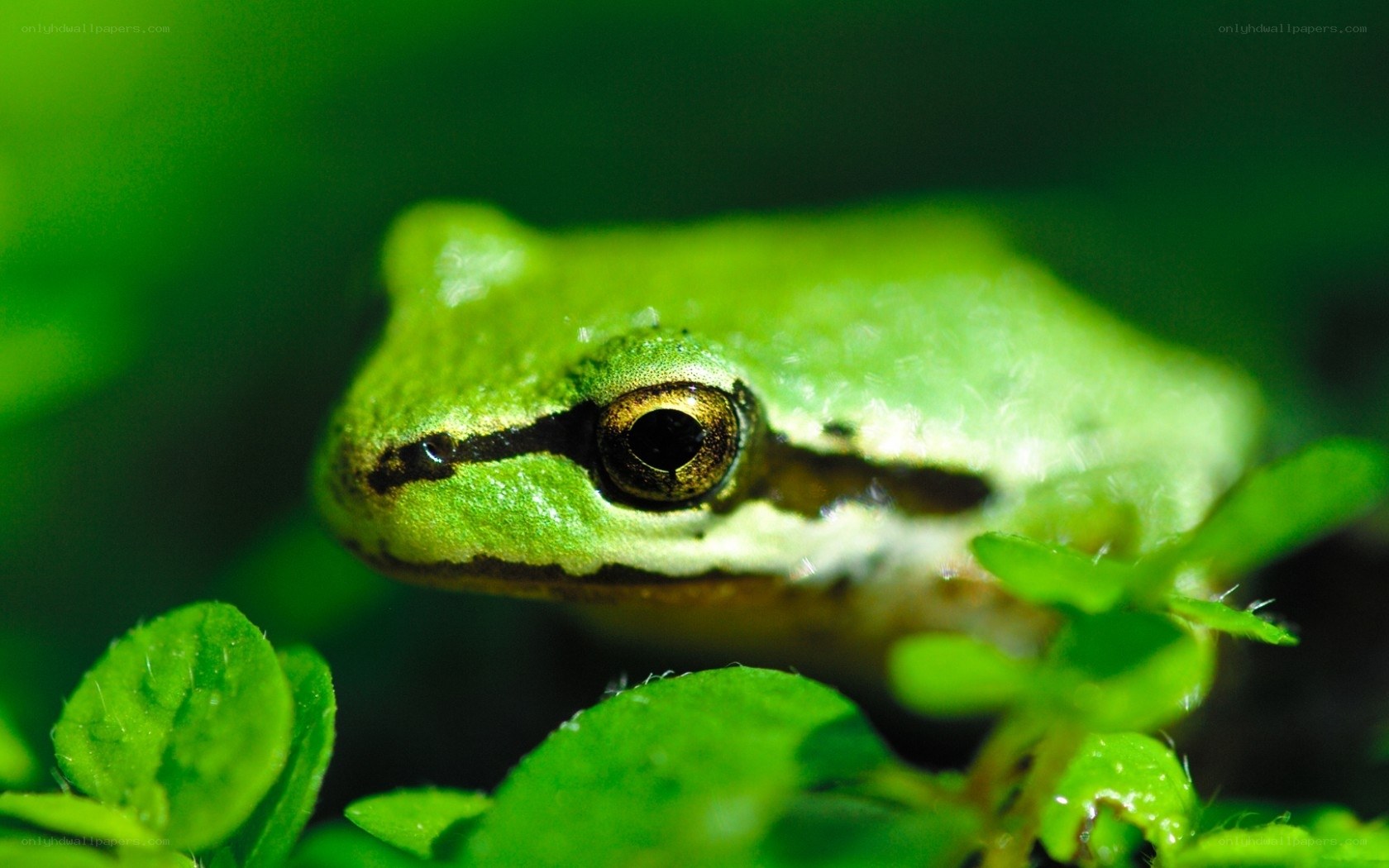green frog in foliage