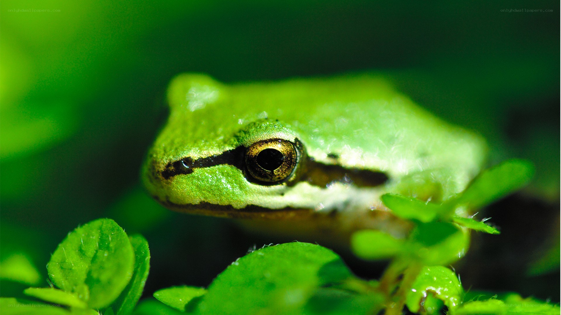 green frog in foliage