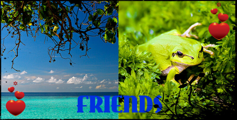 Green Frog in Foliage — Serene