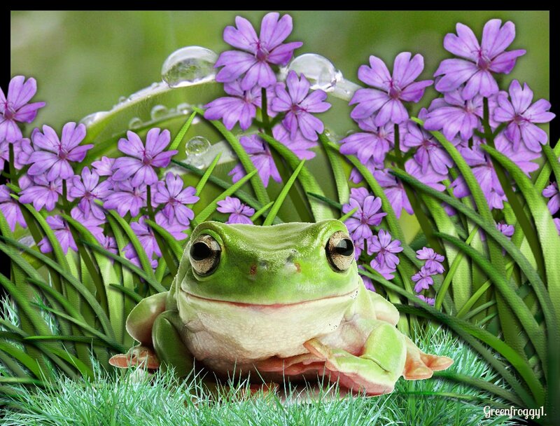 Green Frog in Grass — Serene