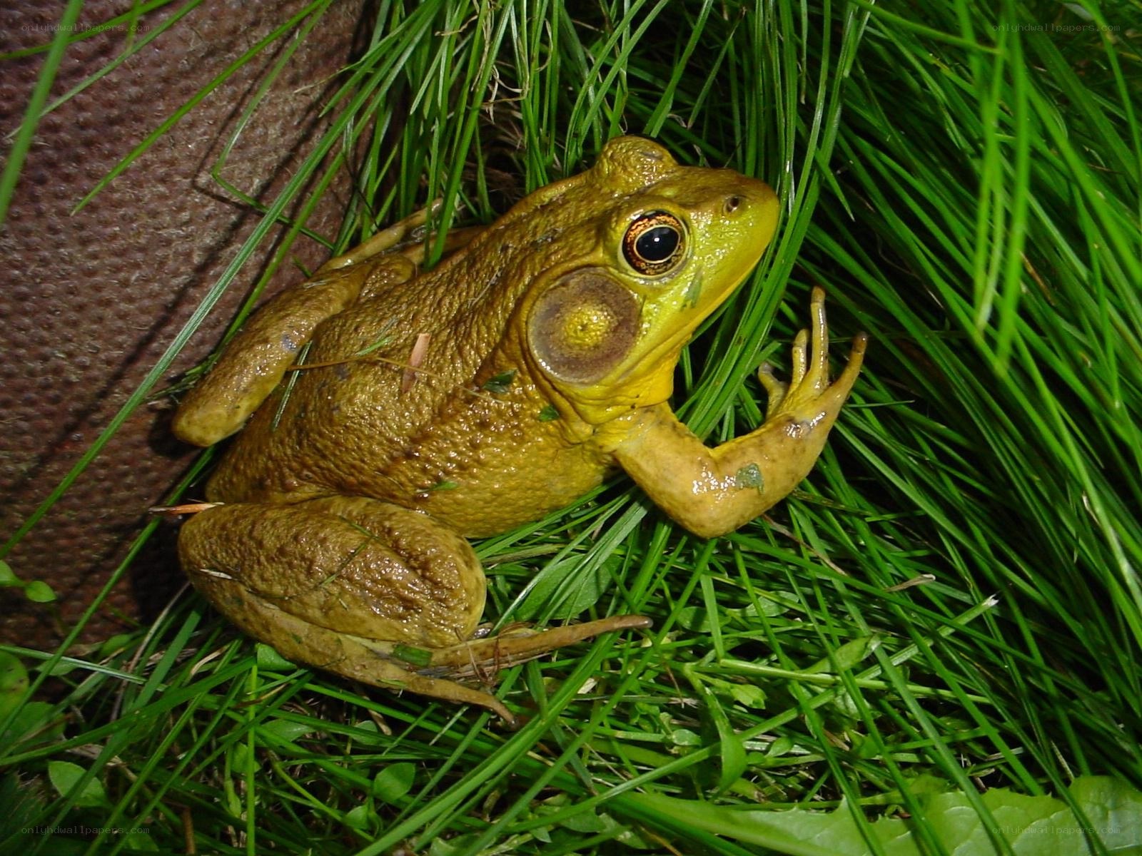 green frog in grass