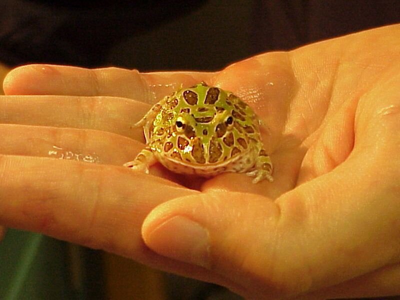 Green Frog in Hand
