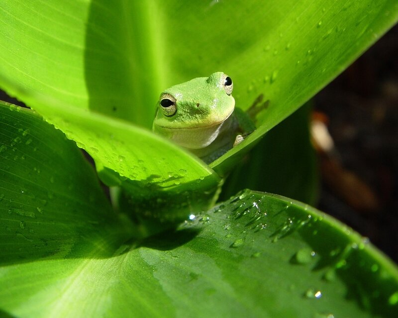 Green Frog in Leaves