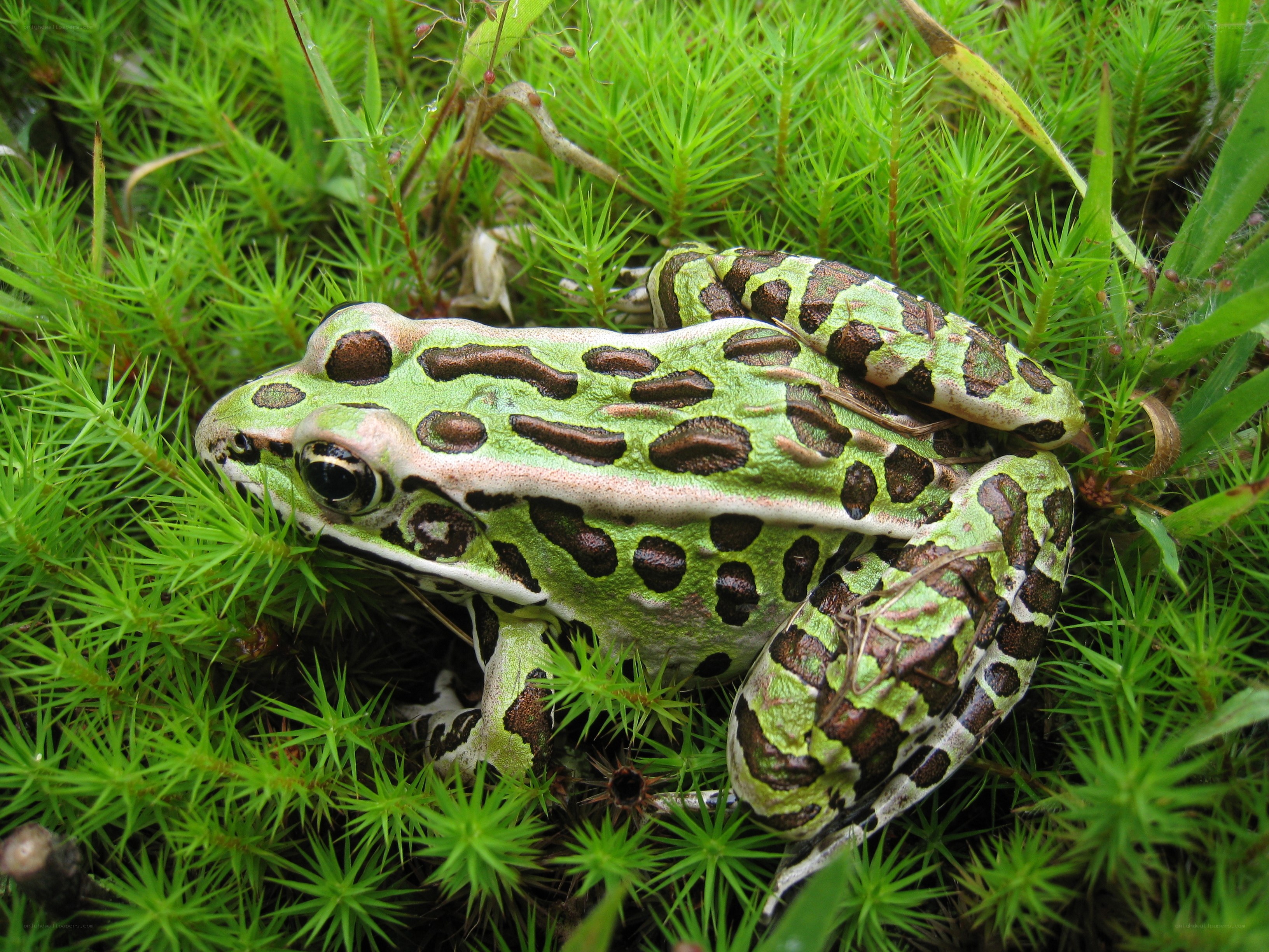 green frog in moss