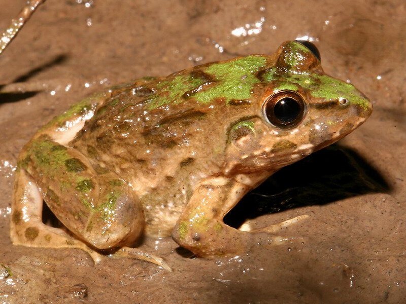 Green Frog in Mud