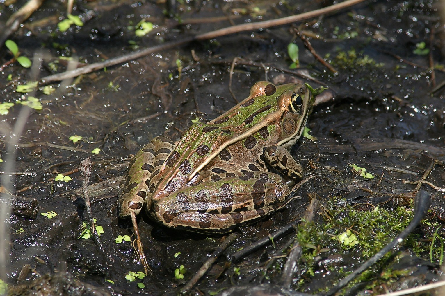 green frog in muddy water