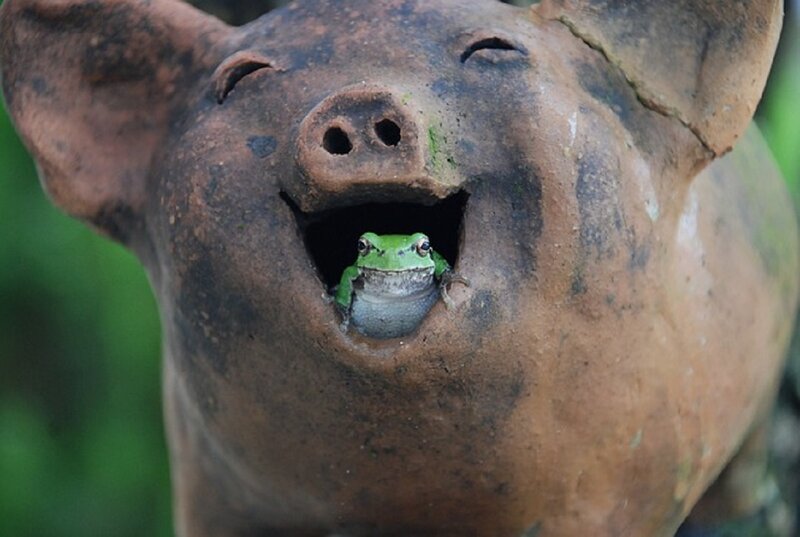 Green Frog in Pig Statue