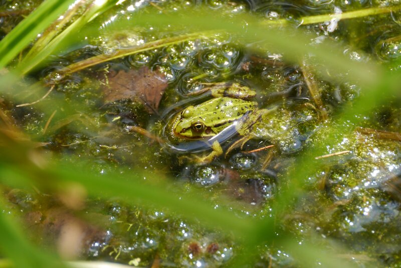 Green Frog in Pond — Natural, Afternoon