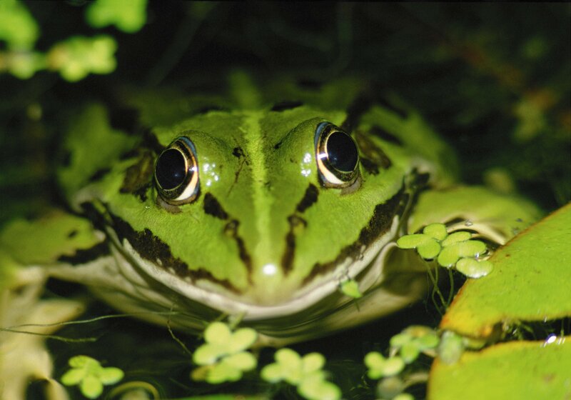 green frog in pond