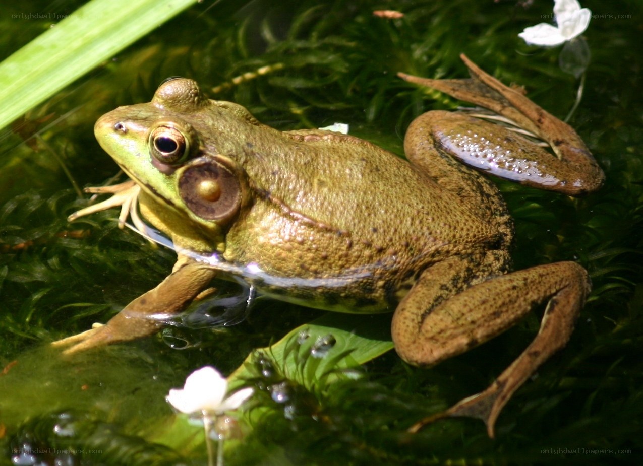 Green frog in pond water