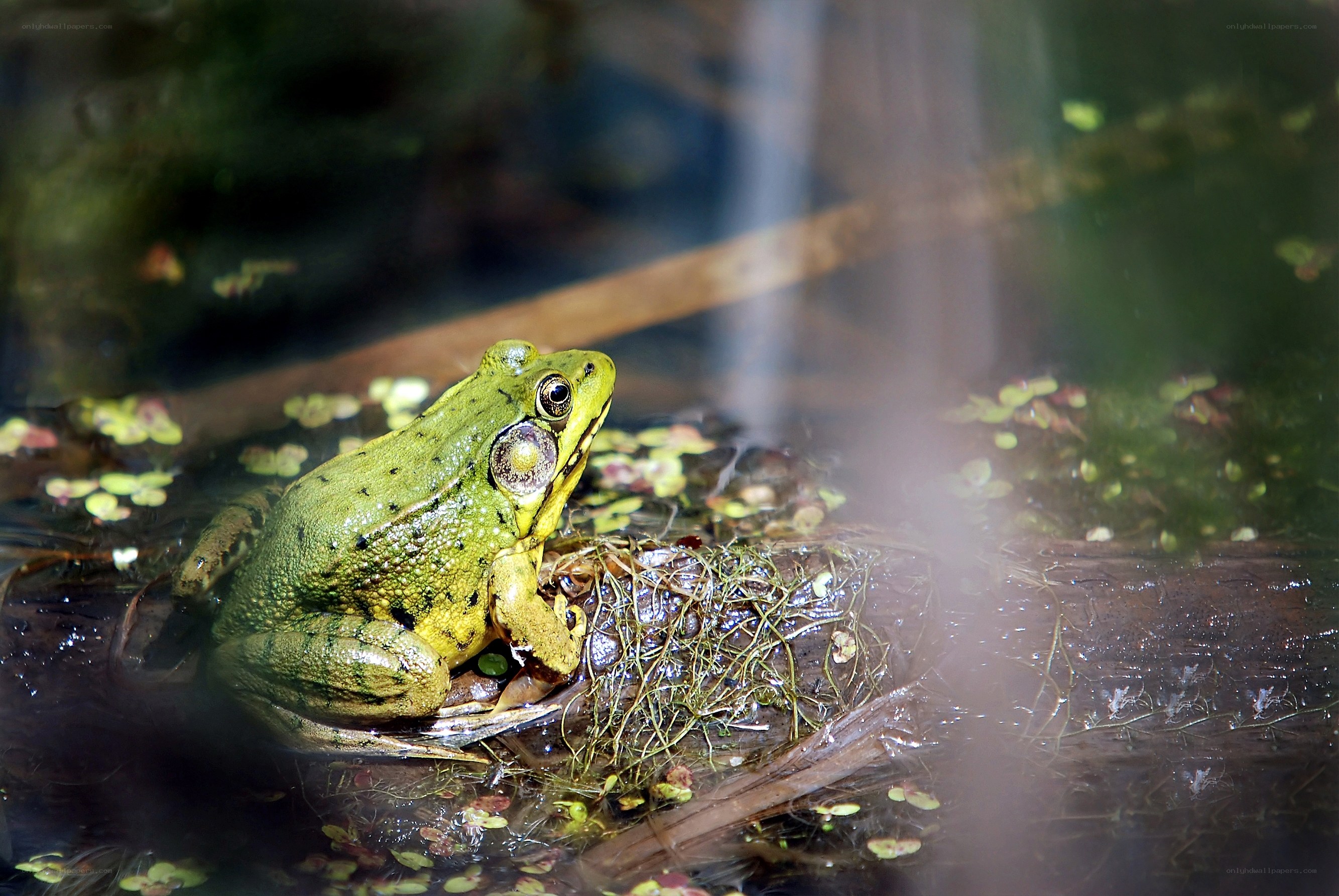 Green frog in pond water