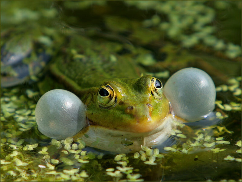 Green Frog in Water — Calm, Afternoon