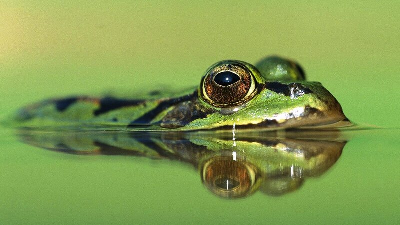 Green Frog in Water — Calm, Photograph, Eye