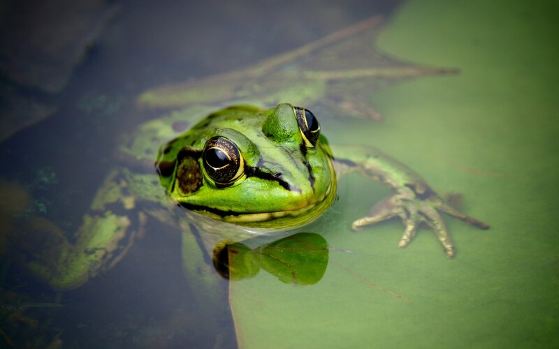 Green Frog in Water — Calm, Photograph, Leaf