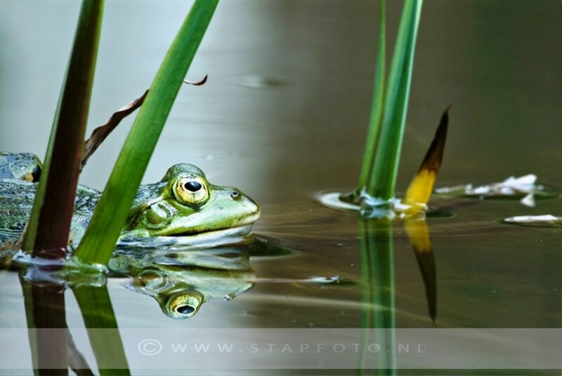 Green Frog in Water — Calm, Photograph, Plant Stalks
