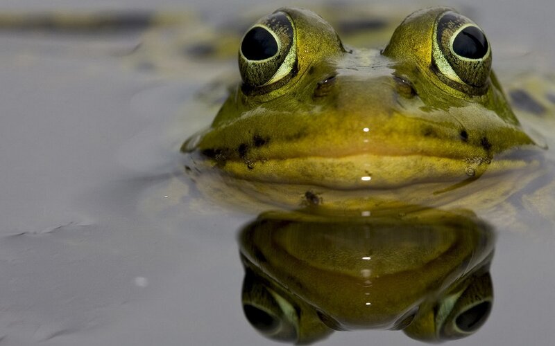 Green Frog in Water — Calm, Photograph, Reflection, Brown