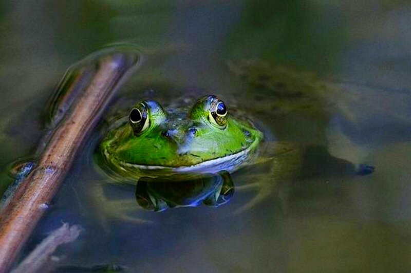 Green Frog in Water — Calm, Photograph, Stick
