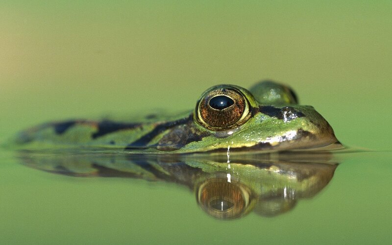 Green Frog in Water — Calm, Photograph