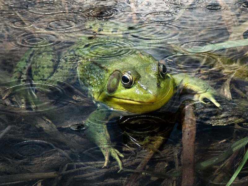 Green Frog in Water — Calm