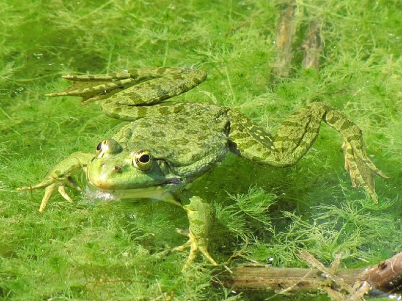 Green Frog in Water — Natural, Afternoon, Photograph, Plants