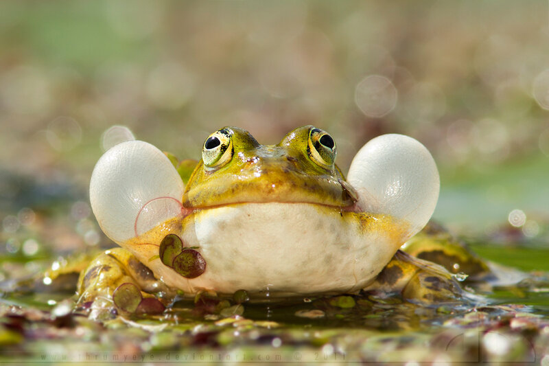 Green Frog in Water — Natural, Afternoon