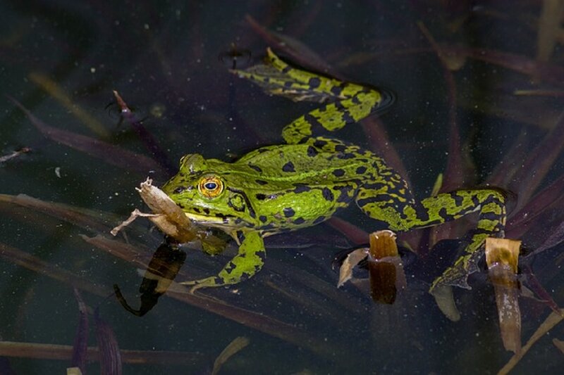 Green Frog in Water — Natural, Photograph