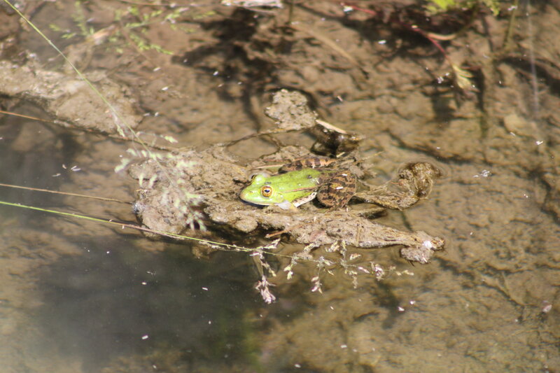 Green Frog in Water — Natural
