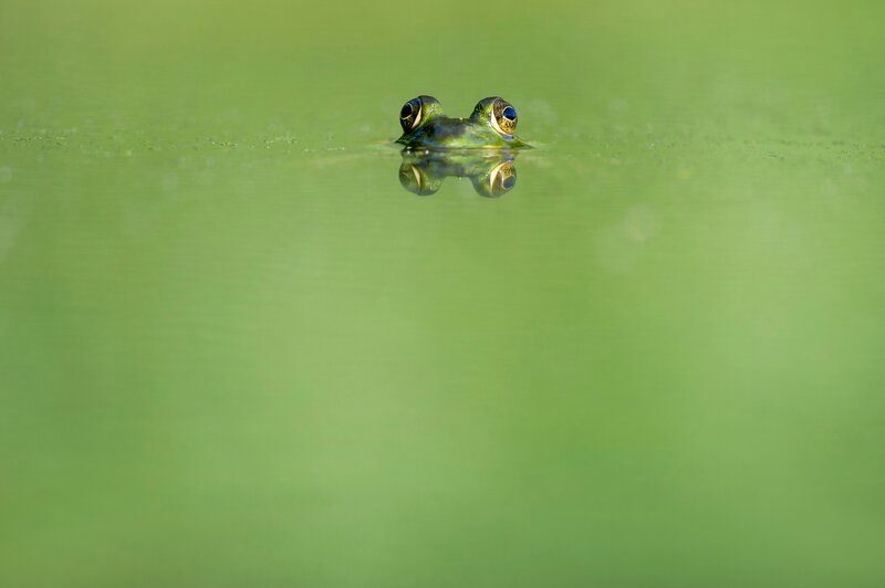 Green Frog in Water — Serene, Photograph