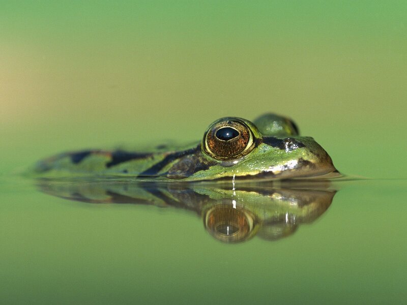 Green Frog in Water — Serene