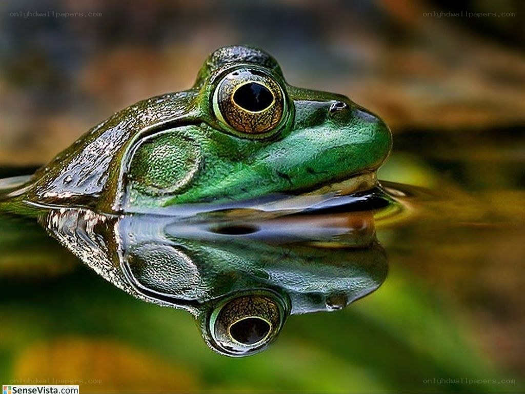 green frog in water