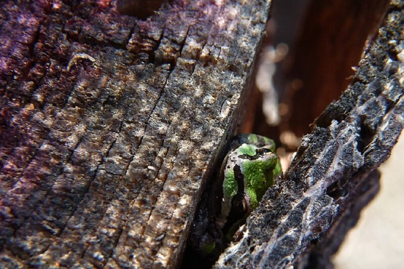 Green Frog in Wood