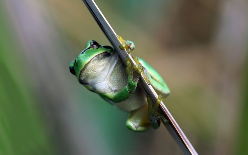green frog on a blade of grass