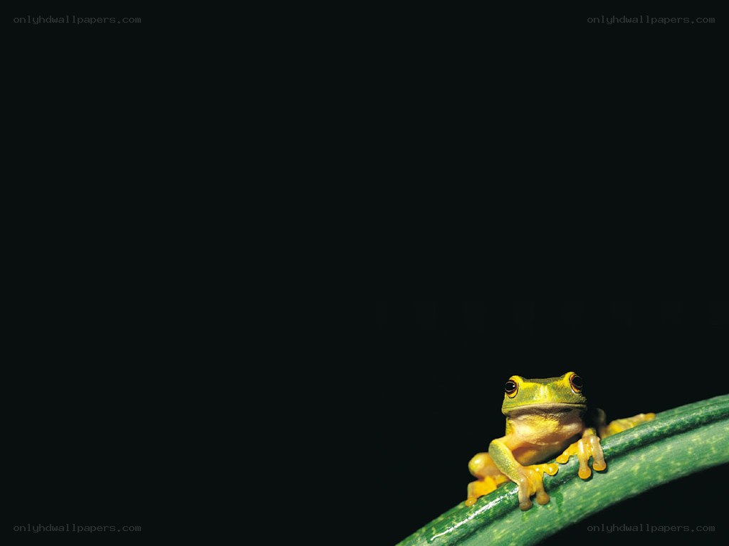 green frog on a branch