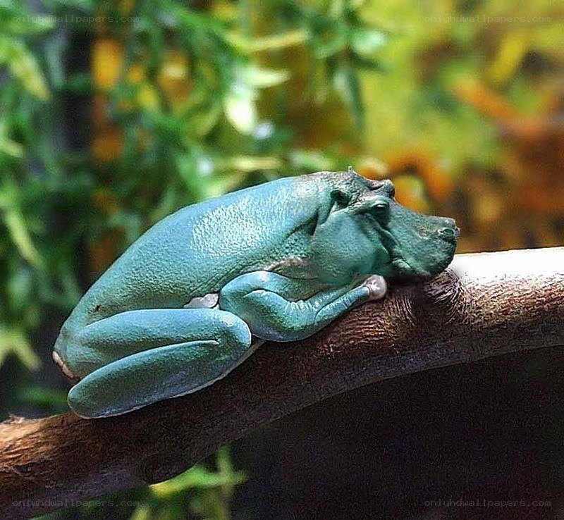 green frog on a branch