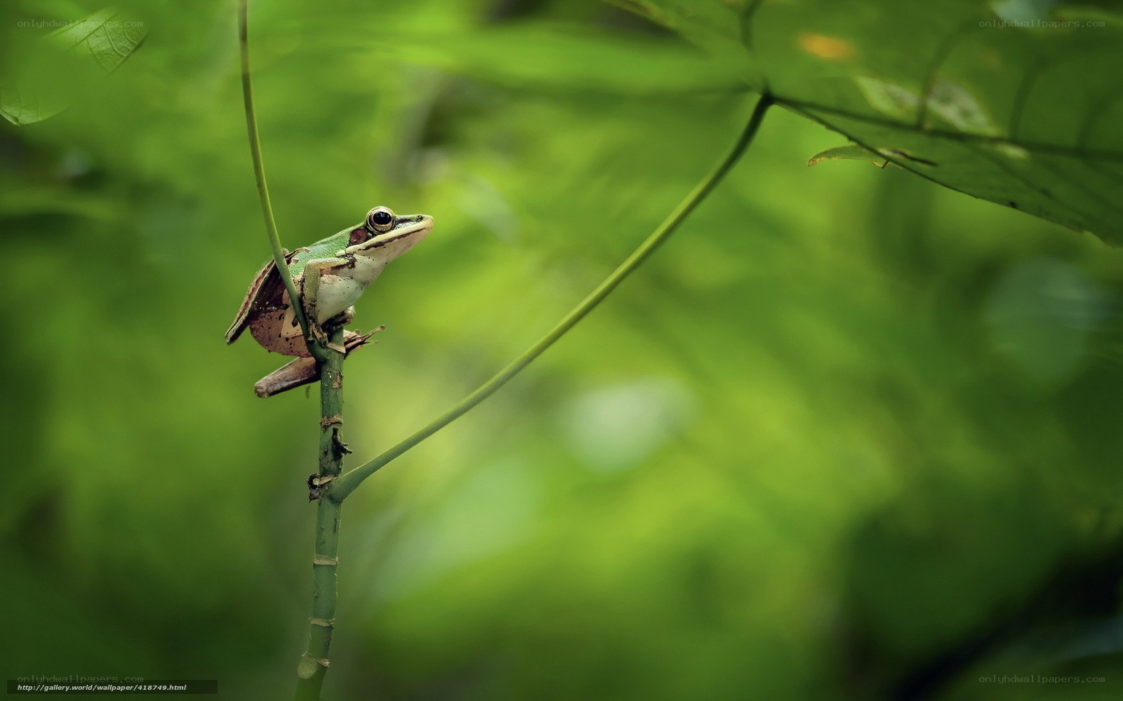 Green frog on a branch