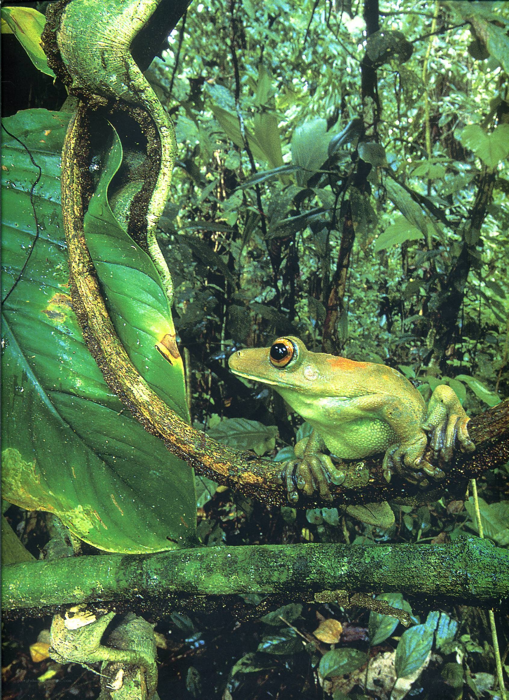 Green frog on a branch