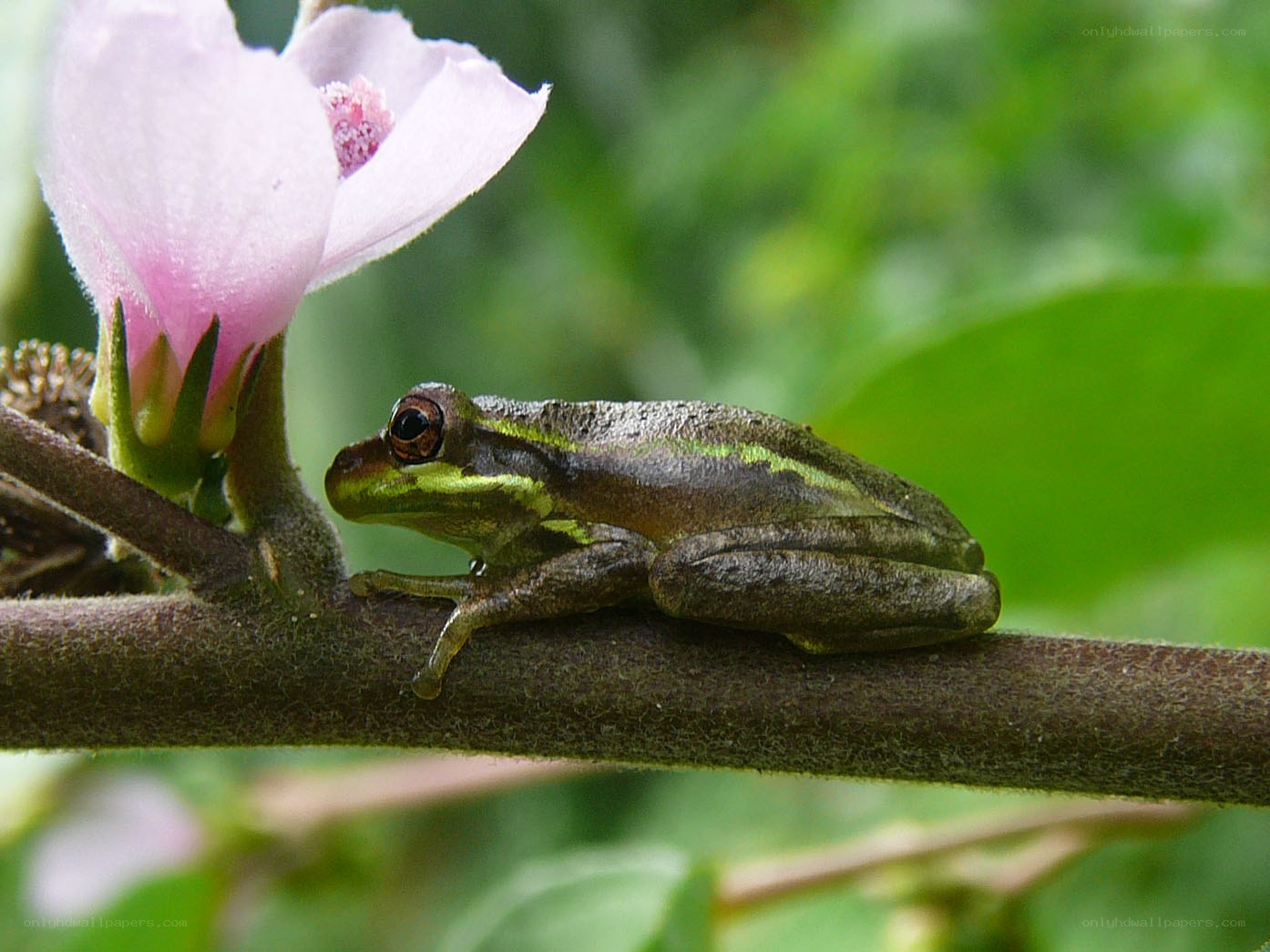 Green frog on a branch